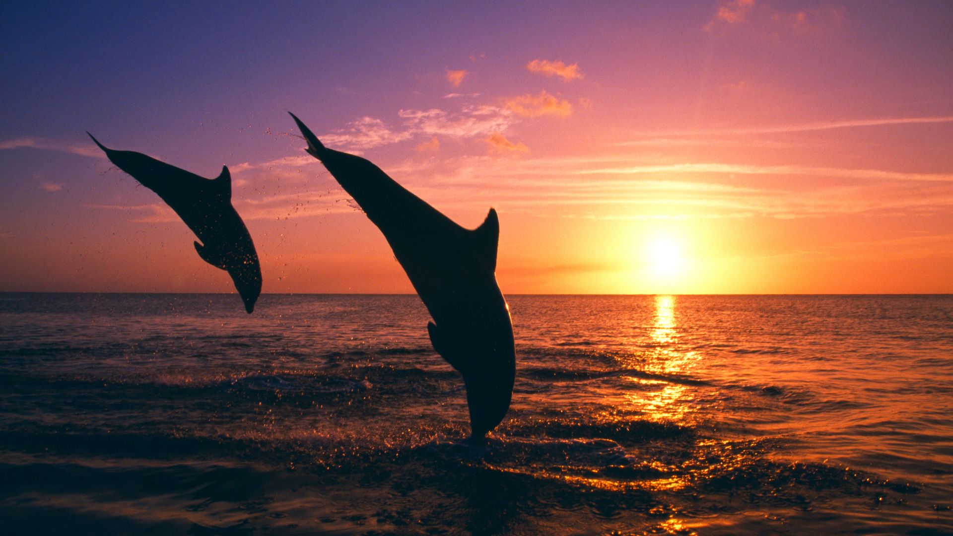 emerald tide dolphin cruises